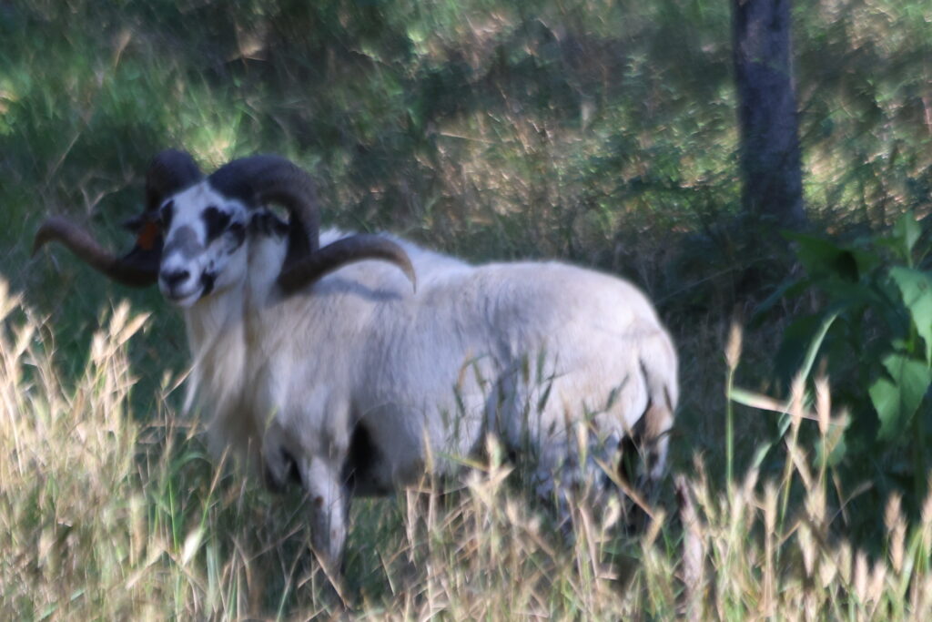 painted desert ram at C5 Whitetails Lodge