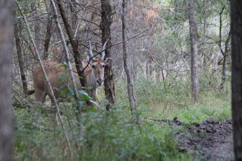 eland at C5 Whitetails Lodge