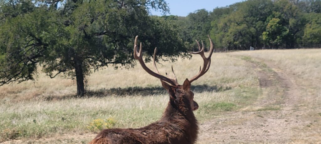 trophy red stag from behind at C5 Whitetails Lodge