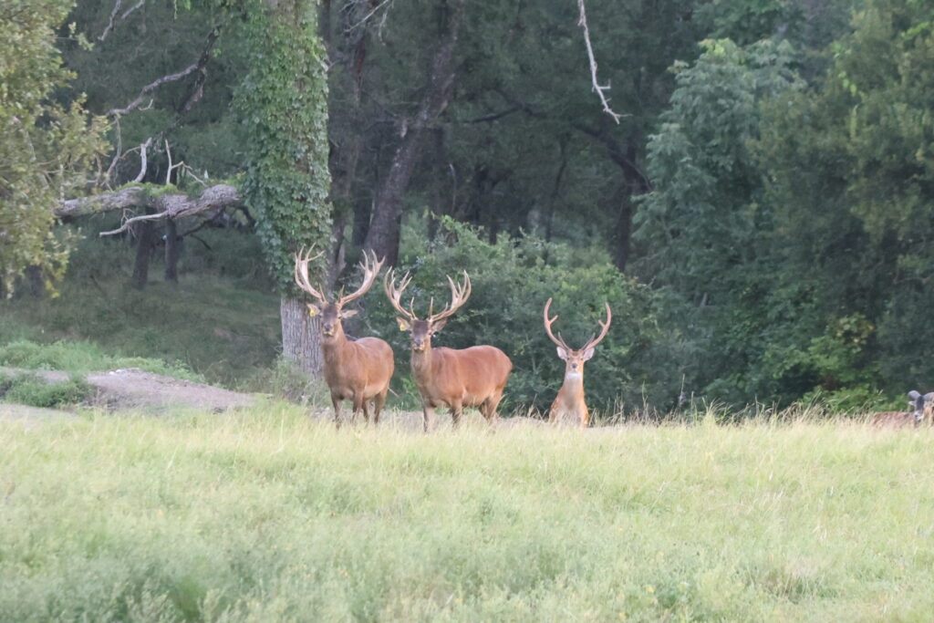 Red Stag Hunts in Texas