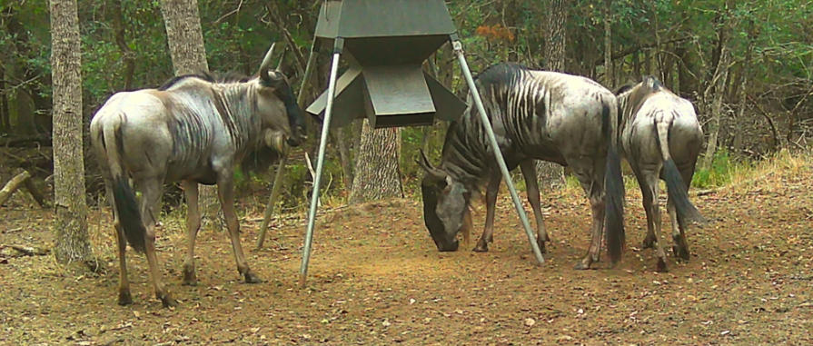 Wildebeest Hunts in Texas