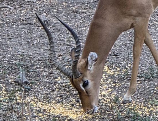 Impala Hunts in Texas