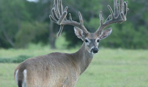 whitetail1